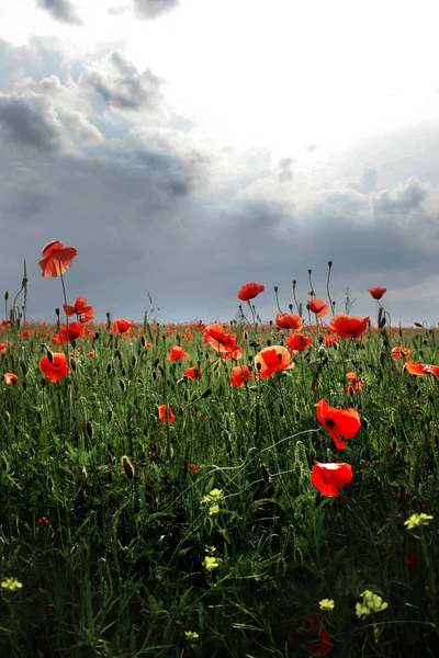 As flores - uma papoula no campo. o céu escuro — Fotografia de Stock