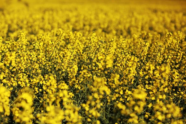 Rapeseed yellow field of blooming flowers on nature blurred background. Beautiful natural background. Selective focus. Yellow rapeseed blossom — Stock Photo, Image