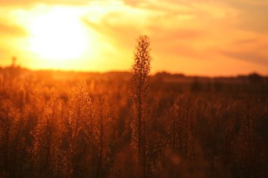 soyut doğal arka plan, ufuk yaprakları, bokeh, doğa arka plan bulanıklık. arka plan olarak kullanılan. Vintage yaratıcı etkisi