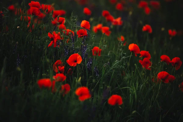 Campo de amapola en primavera. panoramas de flores amapolas de primavera entre el campo de trigo en el fondo . — Foto de Stock