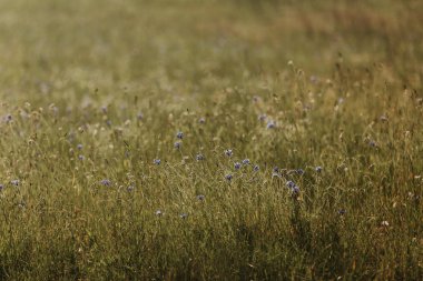 Mavi çiçekler mısır çiçekleri. Yaz. çiçekli alan