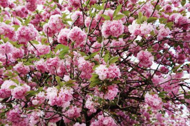 Yumuşak odak Kiraz Çiçeği veya Doğa arka plan üzerinde Sakura çiçek. Sakura çiçeği