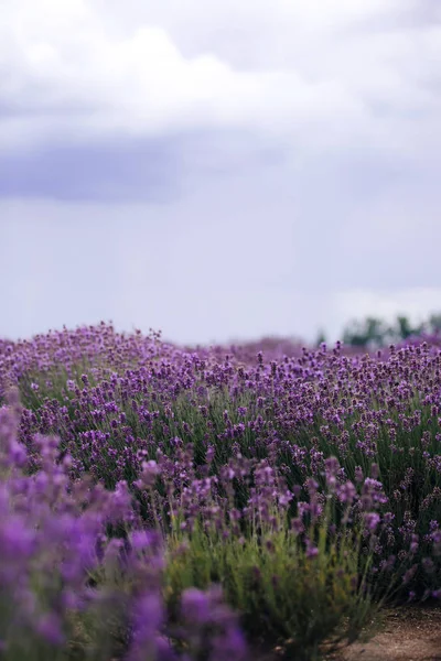 Levandulové pole na slunci, Provence, Plateau Valensole. Krásný obrázek levandulové oblasti. Levandulové pole s květinami, obraz pro přirozené pozadí. Krásný výhled na levandulová pole. — Stock fotografie