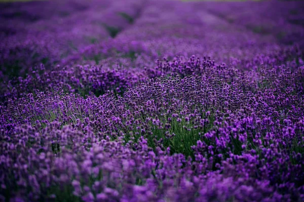 Levandulové pole na slunci, Provence, Plateau Valensole. Krásný obrázek levandulové oblasti. Levandulové pole s květinami, obraz pro přirozené pozadí. Krásný výhled na levandulová pole. — Stock fotografie