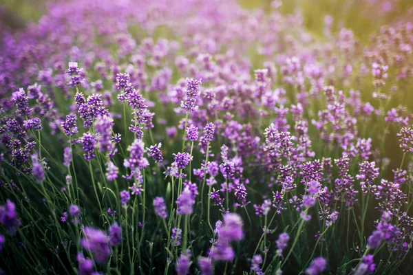 Sea of lavender flowers focused on one in the foreground. lavender field — Stock Photo, Image