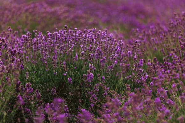 Lavendel veld in de Provence, Frankrijk. Bloeiende Violet geurende lavendel bloemen. Groeiende lavendel wuivende op wind over zonsondergang hemel, oogst. — Stockfoto