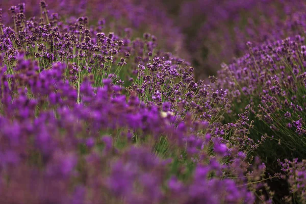 Levandulová pole v Provence, Francie. Kvetoucí fialová, voňavá levandule. Rostoucí levandule se houpat ve větru nad západem slunce, sklizeň. — Stock fotografie