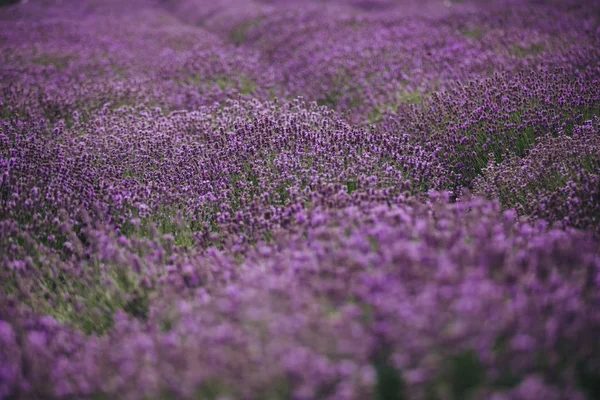 Levandulová pole v Provence, Francie. Kvetoucí fialová, voňavá levandule. Rostoucí levandule se houpat ve větru nad západem slunce, sklizeň. — Stock fotografie