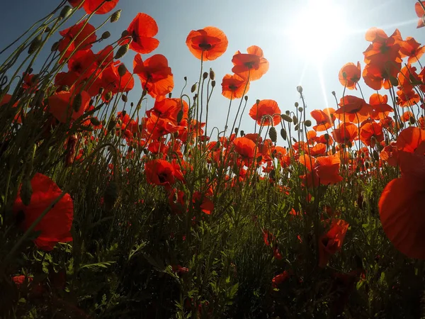 Cena pitoresca. fechar fresco, papoula flores vermelhas no campo verde, à luz do sol. majestosa paisagem rural. campo de papoula . — Fotografia de Stock