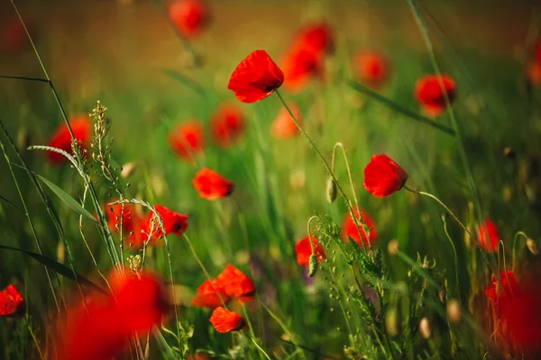 Una escena pintoresca. primer plano fresco, flores rojas amapola en el campo verde, a la luz del sol. majestuoso paisaje rural. campo de amapola . — Foto de Stock