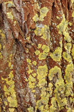 Doğal ahşap doku. bir ağacın kabuğu