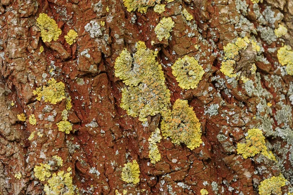 stock image Natural wooden texture. bark of a tree