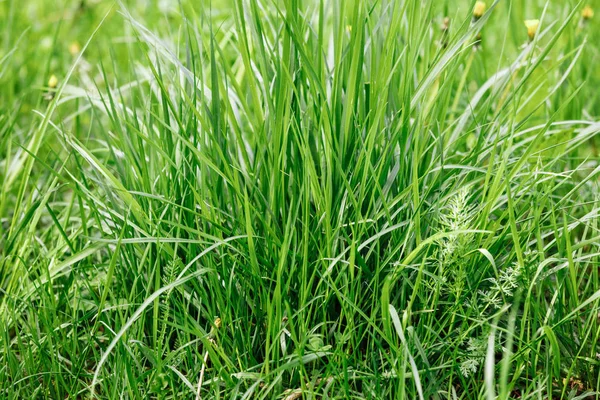 Трава рано вранці. Концепція сонячного дня. Природний фон. трава крупним планом — стокове фото