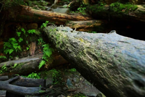 Textura de casca de árvore. Natureza fundo de madeira. Casca de árvore fundo com musgo . — Fotografia de Stock