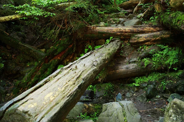 O musgo cobriu rochas e árvores caídas uma floresta antiga. árvores caídas na floresta cobertas de musgo — Fotografia de Stock