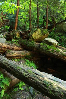 Yosun kayaları ve devrilmiş ağaçları kapladı. Eski bir orman. Yosun kaplı ormandaki devrilmiş ağaçlar.