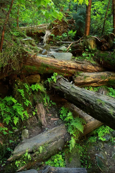 O musgo cobriu rochas e árvores caídas uma floresta antiga. árvores caídas na floresta cobertas de musgo — Fotografia de Stock