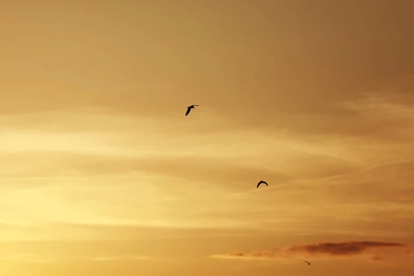 sky before sunset, birds in the sky. bird flying while sunset and twilight befor rainfall sky background
