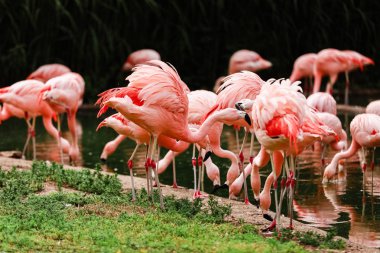 Gölette avlanan pembe flamingolar bir grup, kentsel ortamda yeşil Vaha, flamingo