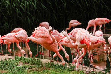Gölette avlanan pembe flamingolar bir grup, kentsel ortamda yeşil Vaha, flamingo