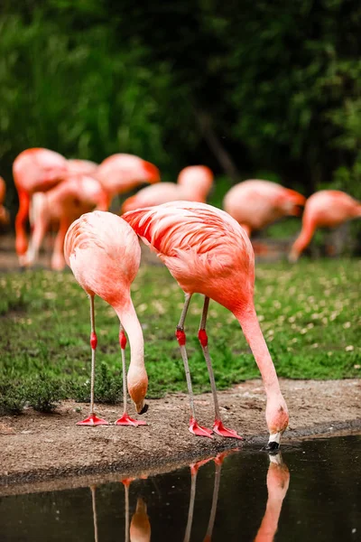 Een groep van roze flamingo's jagen in de vijver, oase van groen in stedelijke setting, Flamingo — Stockfoto