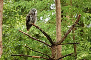 Büyük gri baykuş veya büyük gri baykuş baykuş dünyanın en büyük tür olarak uzunluğu tarafından belgelenen, Strix nebulosa, o burada olağandışı bir poz Geriye baktığımda bir yazı üzerine tünemiş gösterilir
