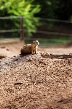 İki Marmota. Sevimli vahşi Gopher yeşil çimenler ayakta. Gözlemgenç zemin sincap vahşi doğada nöbet tutar. Meraklı Avrupa suslik fotoğrafçı poz. gözlemleyerek küçük sousliks