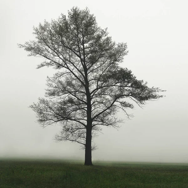 One tree in the field in the fog. One Single Lonely Tree in a Foggy Farm Field in the Morning Haze and Mist