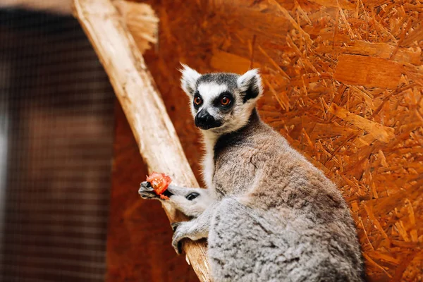 Uma catta de Lemur de cauda anelada está comendo uma fruta enquanto está sentada em um tronco — Fotografia de Stock