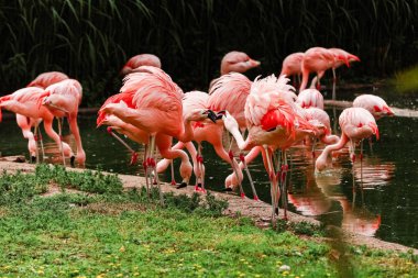 Gölde avlanan pembe flamingolardan oluşan bir grup, kentsel ortamda yeşilin vahası. hayvanat bahçesinde flamingolar