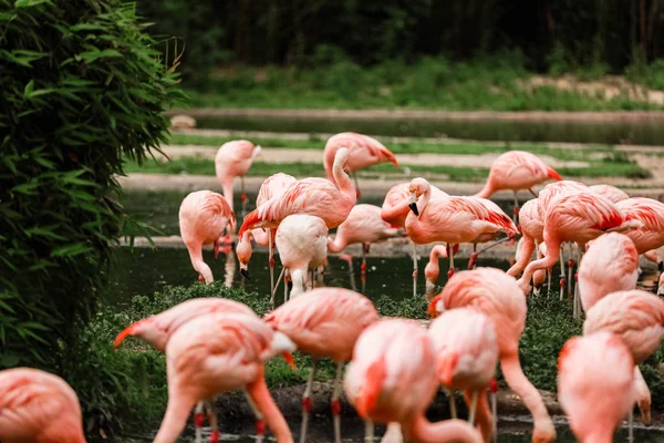 Een groep van roze flamingo's jagen in de vijver, oase van groen in stedelijke setting. flamingo's in de dierentuin — Stockfoto
