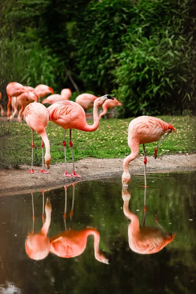 Un grupo de flamencos rosados cazando en el estanque, Oasis de verde en entorno urbano. flamencos en el zoológico — Foto de Stock