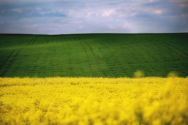 Ülke, sarı tecavüz çiçekler, tecavüz bahar alanında yol. Bulutlarla dolu mavi güneşli gökyüzü. Peyzaj arka planlar. Ukrayna, Avrupa. Güzellik dünyası, kırsal. Çiçekli tecavüz, kanola alanı. — Stok fotoğraf