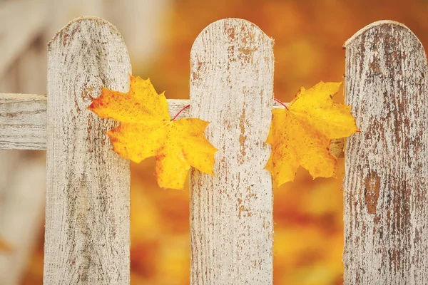 Valla de madera blanca de cerca con dos hojas amarillas. Fondo de otoño —  Fotos de Stock