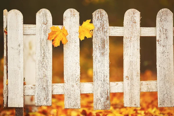 Valla de madera blanca de cerca con dos hojas amarillas. Fondo de otoño —  Fotos de Stock