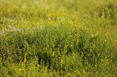 Bitmeyen yeşil tarlada kokulu sarı çiçekler yetişir..