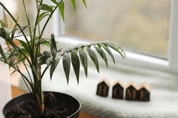 家居装饰 在窗台上用木制家书装饰房子的植物 选择性重点 — 图库照片