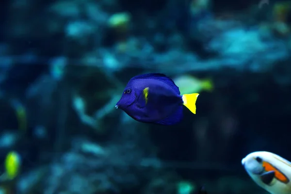 Damisela cola amarilla, Chrysiptera parasema. Populares peces de acuario de agua salada —  Fotos de Stock
