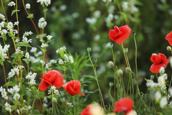 Campo Maíz Flores Amapola Papaver Rhoeas Primavera — Foto de Stock