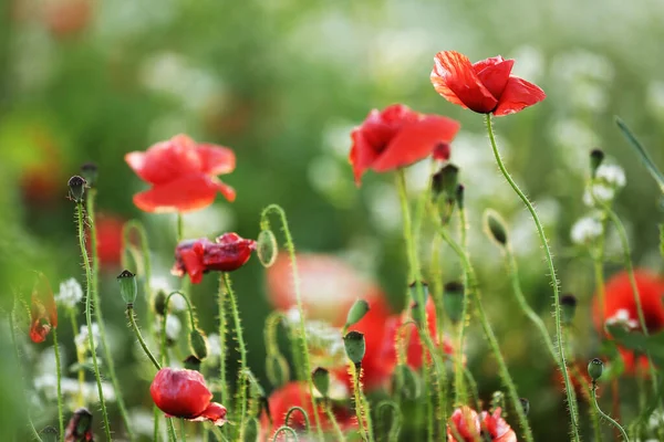 Campo Maíz Flores Amapola Papaver Rhoeas Primavera — Foto de Stock