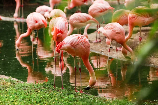 Een Kudde Roze Flamingo Reflectie Het Water Selectieve Focus — Stockfoto