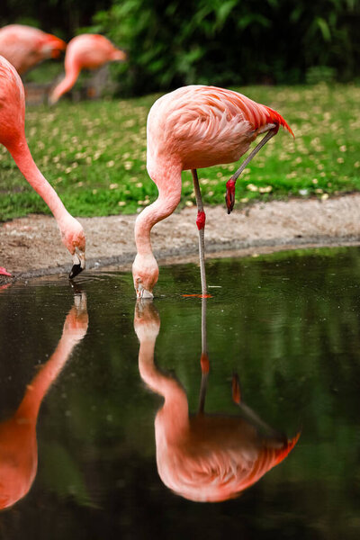 A flock of pink flamingos and reflection in the water. selective focus.