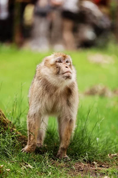 Macaque Gräset Lite Populär Apa Apa Djurparken Gräset — Stockfoto