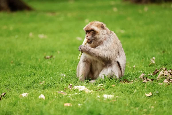 Macaque Gräset Lite Populär Apa Apa Djurparken Gräset — Stockfoto