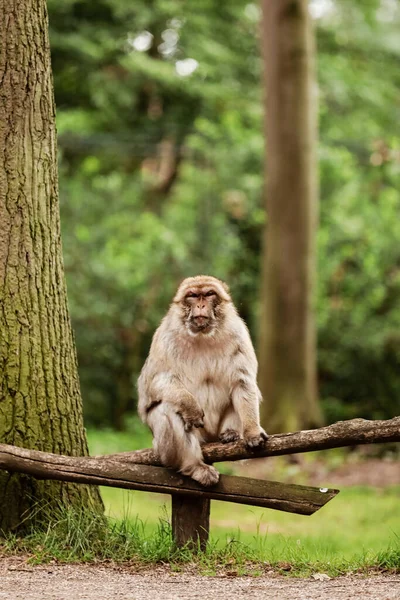 Makaken Auf Dem Gras Wenig Populärer Affe Affe Zoo Auf — Stockfoto