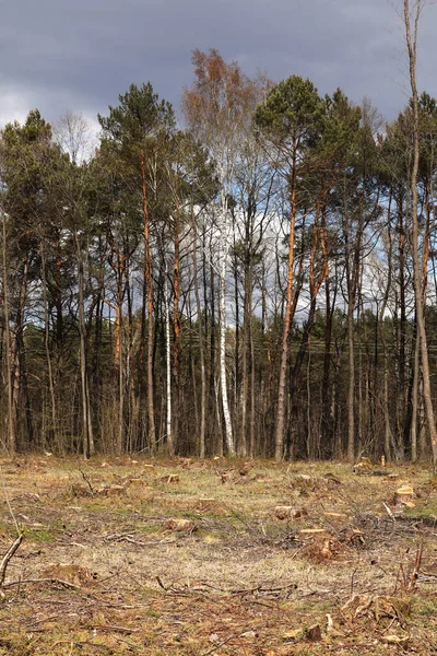 Bilden Efter Fällningen Hel Del Stubbar Barrträd Kvar Marken Stubbar — Stockfoto