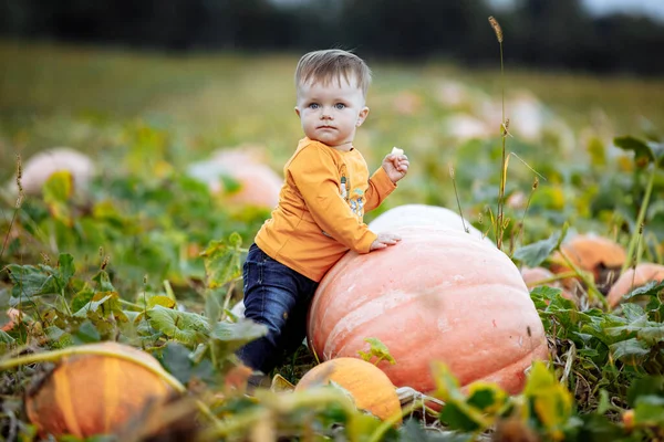 Little boy having fun on a tour of a pumpkin farm at autumn. Child near giant pumpkin. Pumpkin is traditional vegetable used on American holidays - Halloween and Thanksgiving Day