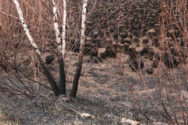 Ormandaki yangından sonra yanmış çimenler. Arka planda bulanık çimenler kül oldu. seçici odak
