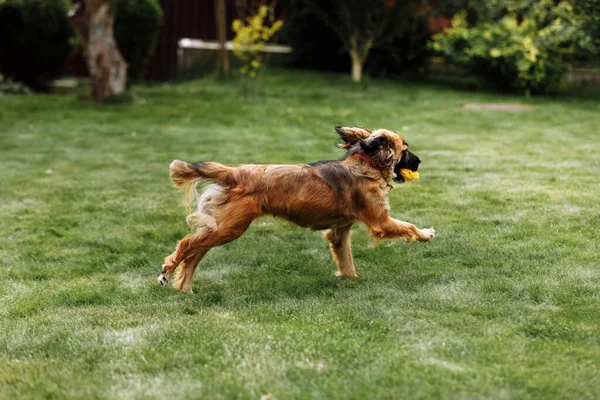 Giovane Cane Ludico Sportivo Gestito Campo Del Parco Estivo Con — Foto Stock