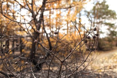 Ormandaki yangından sonra yanmış çam dalı. Yaz yangınından sonra ormanın bir parçası. seçici odak.